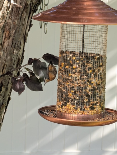 Red-breasted Nuthatch