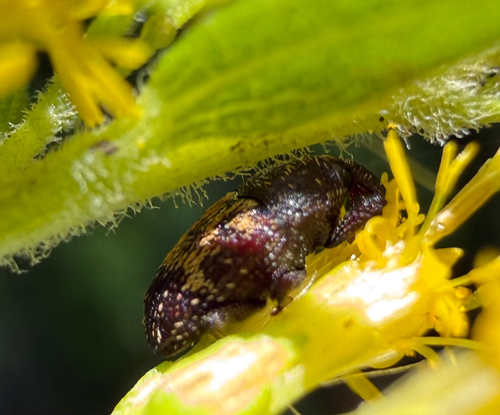 Glyptobaris lecontei