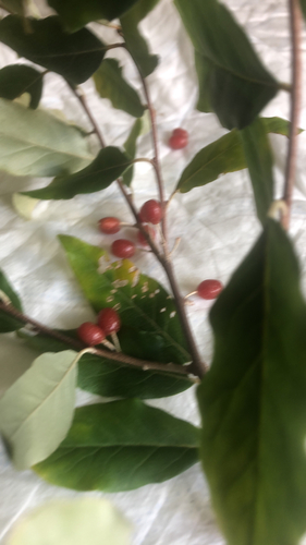 autumn olive