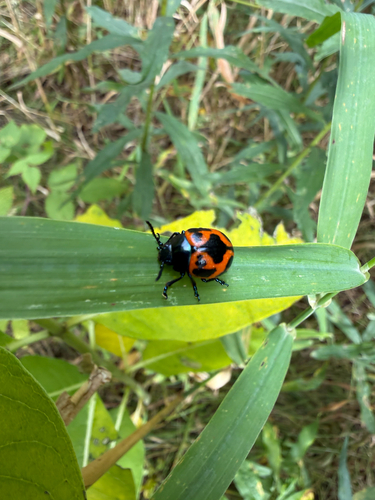 Swamp Milkweed Leaf Beetle