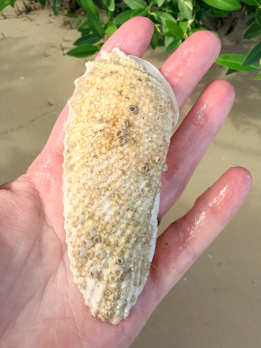 Cyrtopleura costata, 2026-09-19