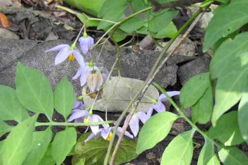 Solanum seaforthianum