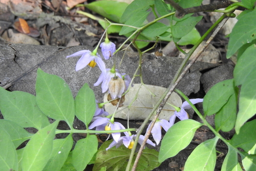 Solanum seaforthianum, photograph 1
