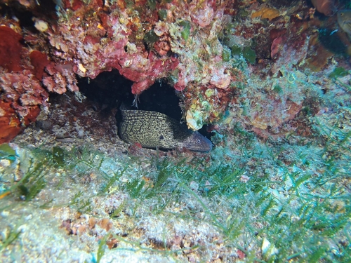 Mediterranean Moray
