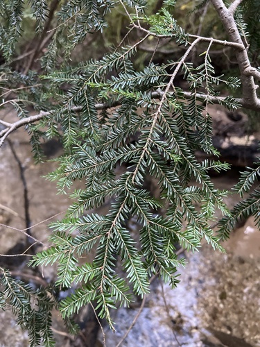 eastern hemlock