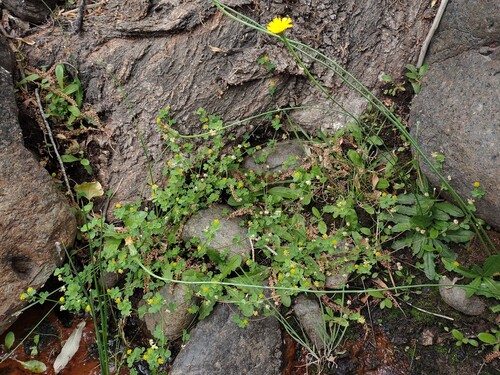 Trifolium dubium, photograph 3
