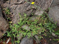 Trifolium dubium, photograph (c) Felipe Horton, some rights reserved (CC BY)