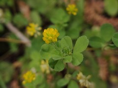 Trifolium dubium