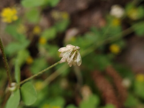 Trifolium dubium, photograph 1