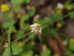 Trifolium dubium, photograph (c) Felipe Horton, some rights reserved (CC BY)