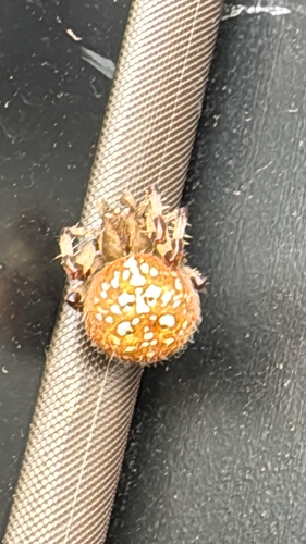Shamrock Orbweaver