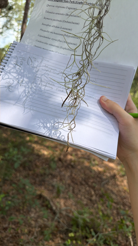 Spanish moss