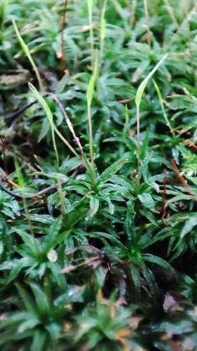 Catherine's moss