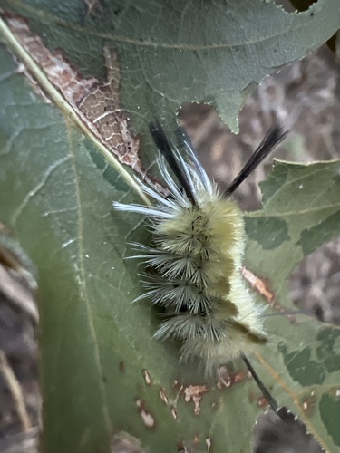 Banded Tussock Moth