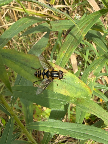 Narrow-headed Marsh Fly