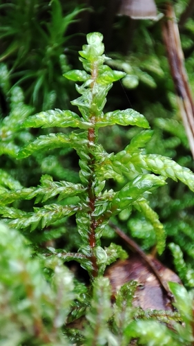 Red-stemmed Feather Moss