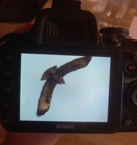 Common Buzzard