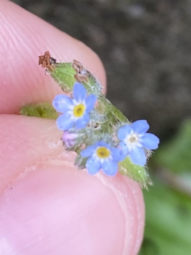Myosotis arvensis, photograph 4