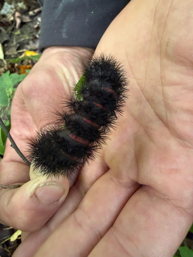 Giant Leopard Moth
