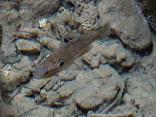 Pumpkinseed