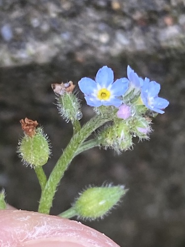 Myosotis arvensis, photograph 3
