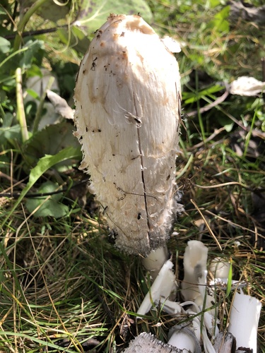 Shaggy Mane