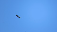 Parabuteo unicinctus