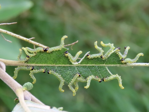 Papillose Nematine