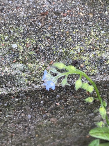 Myosotis arvensis, photograph 5