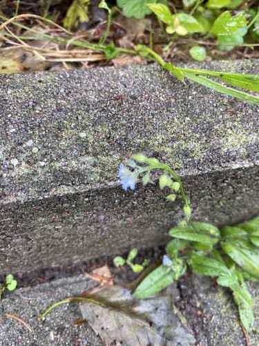 Myosotis arvensis, photograph 6