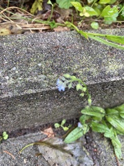 Myosotis arvensis, photograph (c) Илья Руденко, some rights reserved (CC BY)