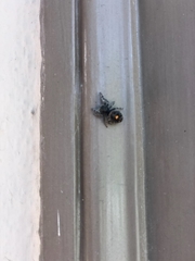 Araneae