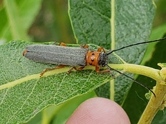 Oberea quadricallosa