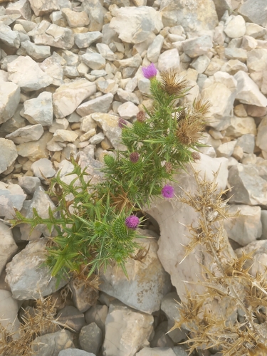 Bull Thistle
