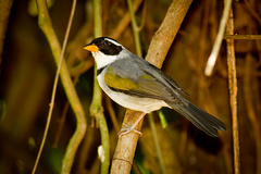 Arremon flavirostris