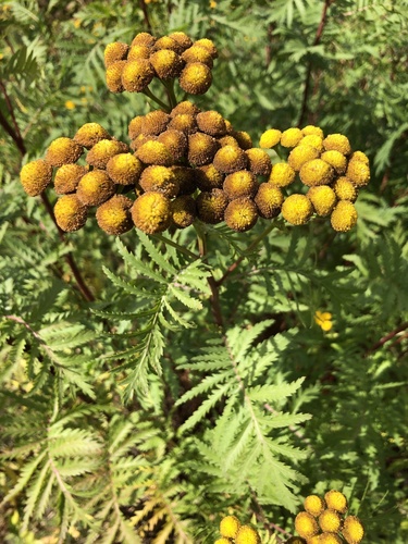 tansy