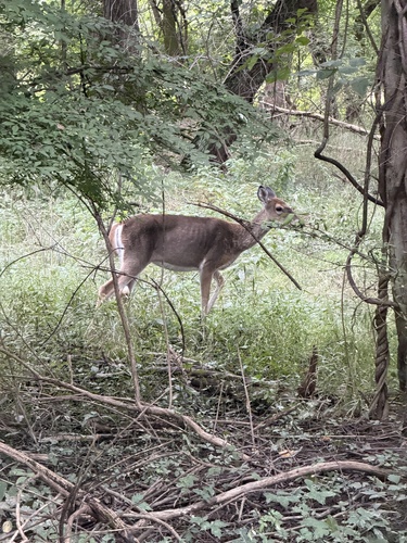 White-tailed Deer