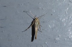 Stathmopoda plumbiflua