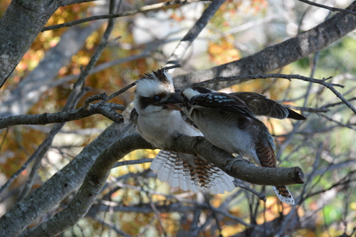 Laughing Kookaburra