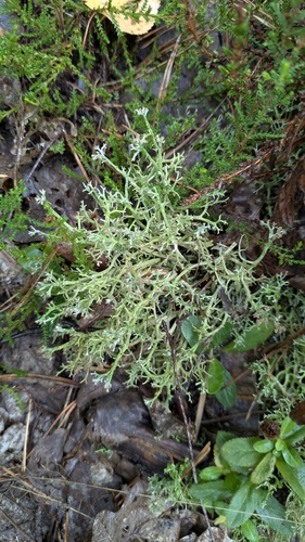 many-forked cladonia