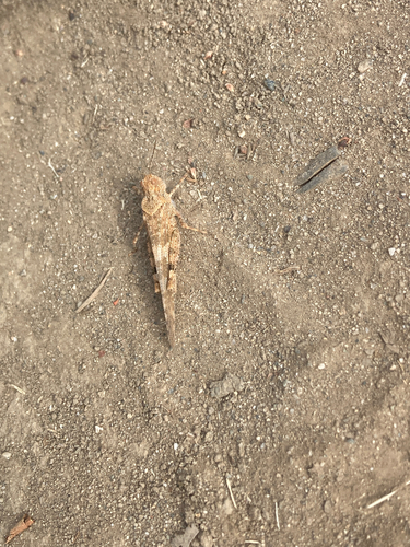 Pallid-winged Grasshopper