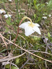 Moneses uniflora, photograph (c) Matt Berger, some rights reserved (CC BY)