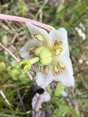 Moneses uniflora, photograph (c) Matt Berger, some rights reserved (CC BY)