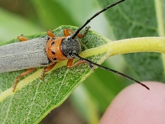 Oberea quadricallosa