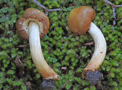 Cortinarius epiphaeus