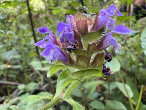 common selfheal