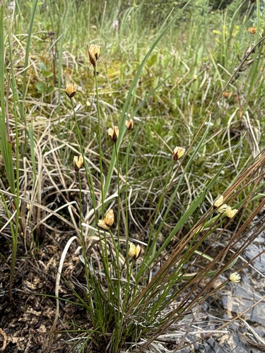 Juncus triglumis, photograph 6