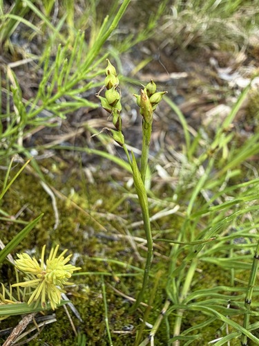 Carex vaginata, photograph 6