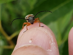 Oberea quadricallosa