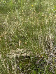 Trichophorum cespitosum, photograph (c) Matt Berger, some rights reserved (CC BY)